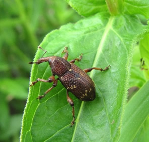 Hylobius transversovittatus